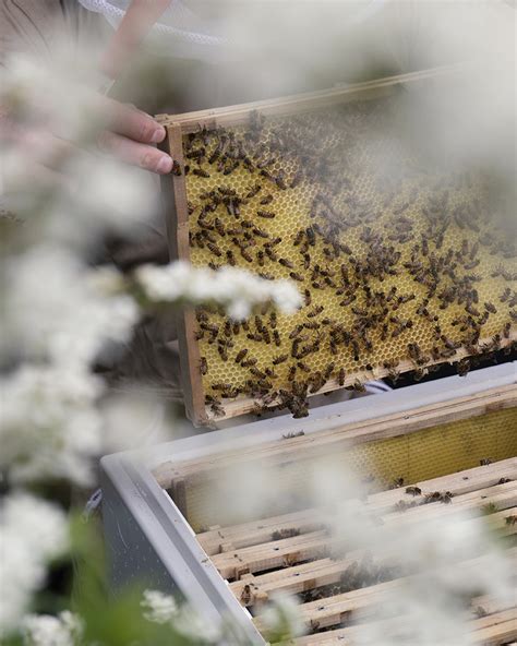 bees on illum garden.